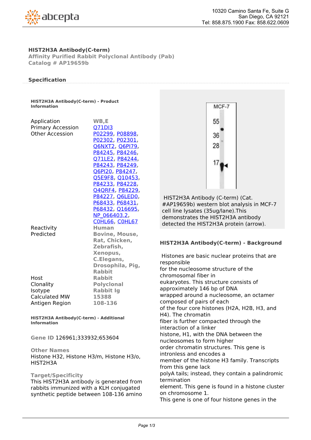 HIST2H3A Antibody(C-Term) Affinity Purified Rabbit Polyclonal Antibody (Pab) Catalog # Ap19659b