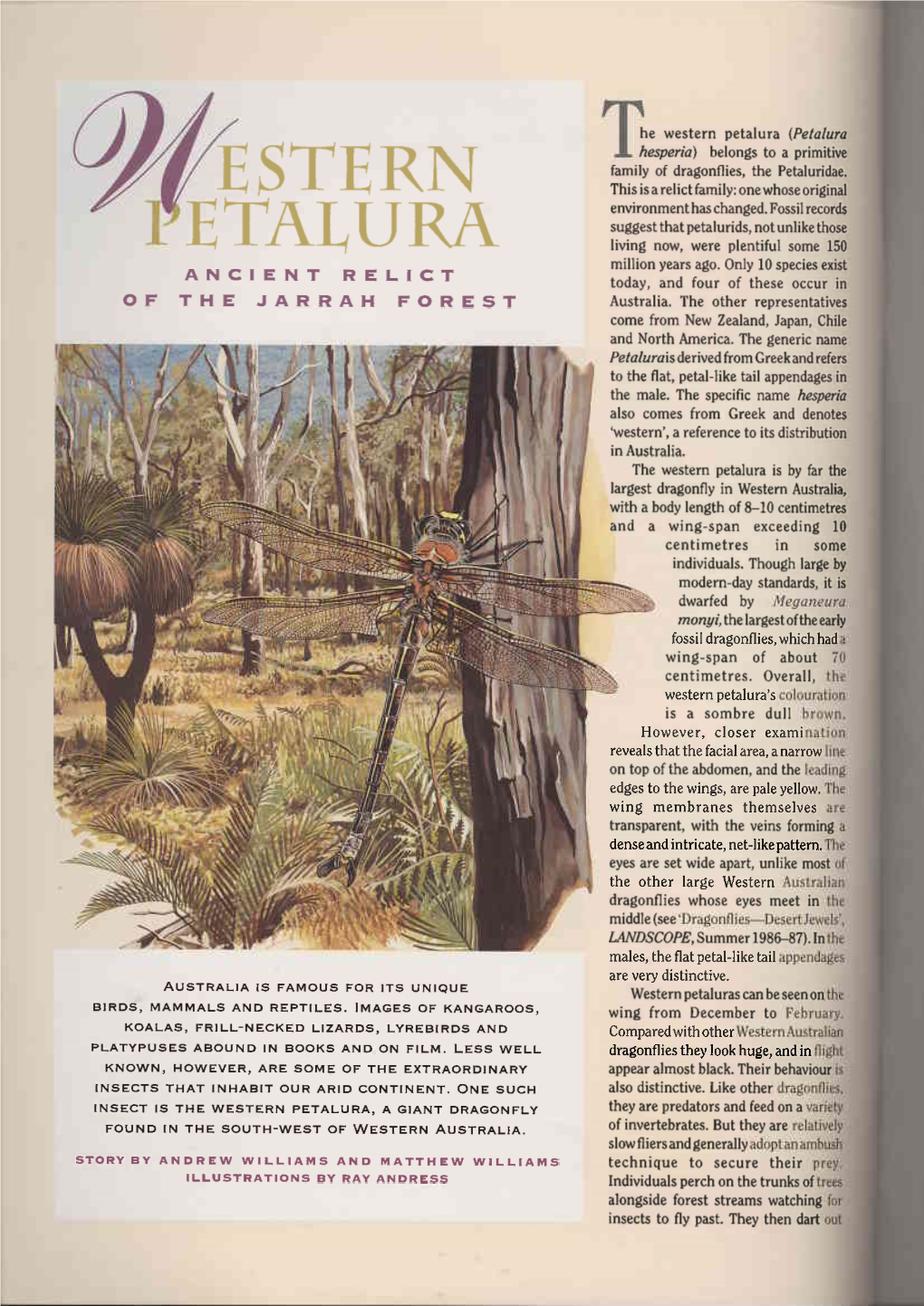 Estern Petalura (Petalura Hesperia\ Belongsto a Primitive Family of Dragonflies,The Petaluridae