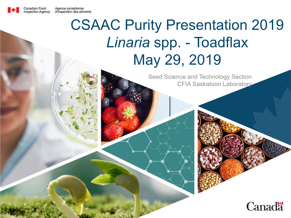 CFIA Distinguishing Toadflax Species