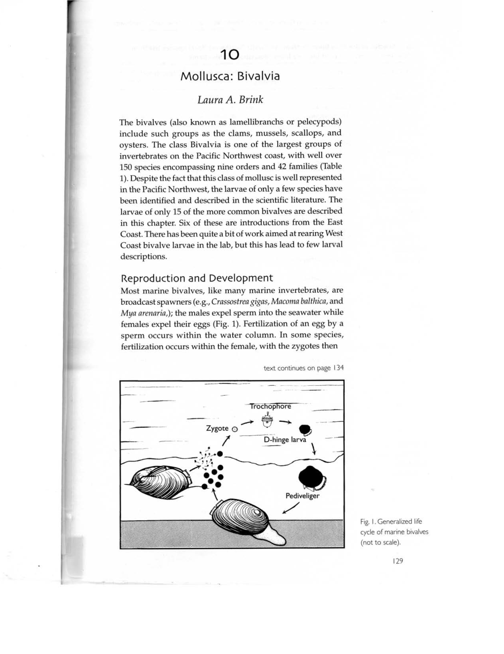 Molluscs: Bivalvia Laura A