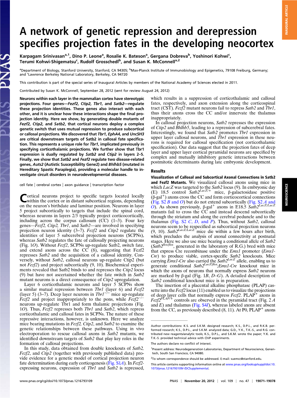 A Network of Genetic Repression and Derepression Specifies Projection