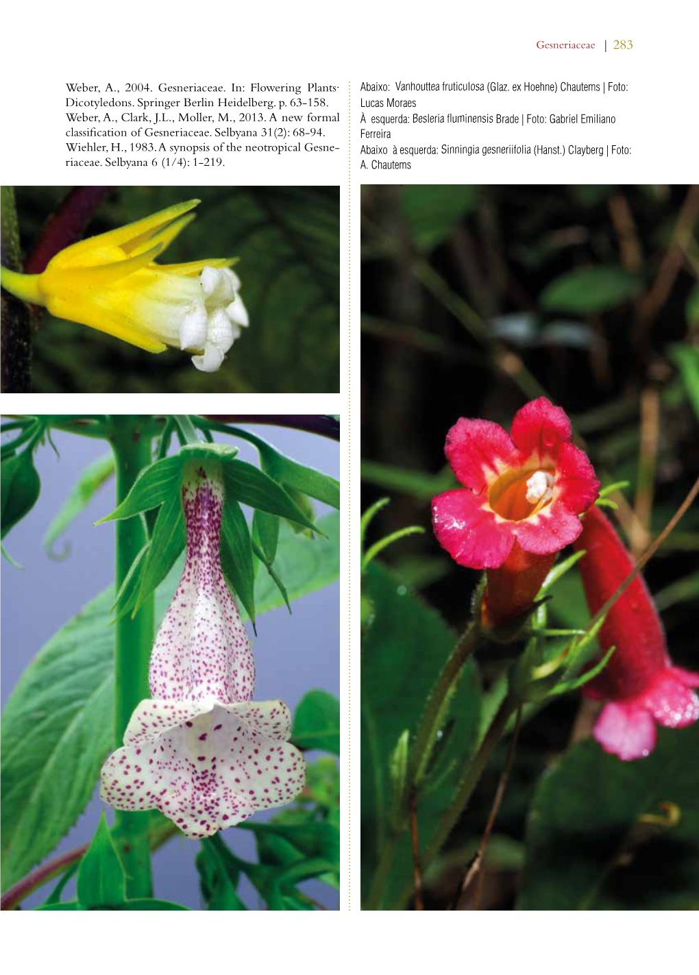 Weber, A., 2004. Gesneriaceae. In: Flowering Plants· Abaixo: Vanhouttea Fruticulosa (Glaz