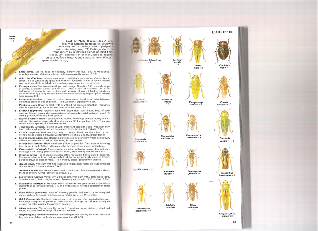 Insects-Chinery-91-101.Pdf