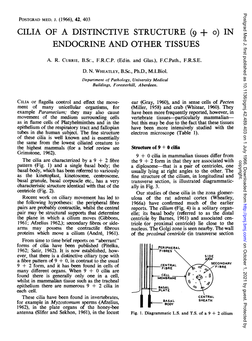 CILIA of a DISTINCTIVE STRUCTURE (G + O) in ENDOCRINE and OTHER TISSUES