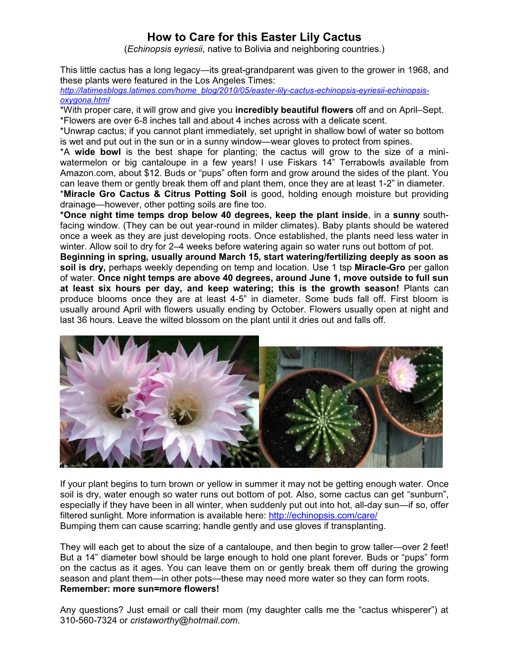 Easter Lily Cactus (Echinopsis Eyriesii, Native to Bolivia and Neighboring Countries.)