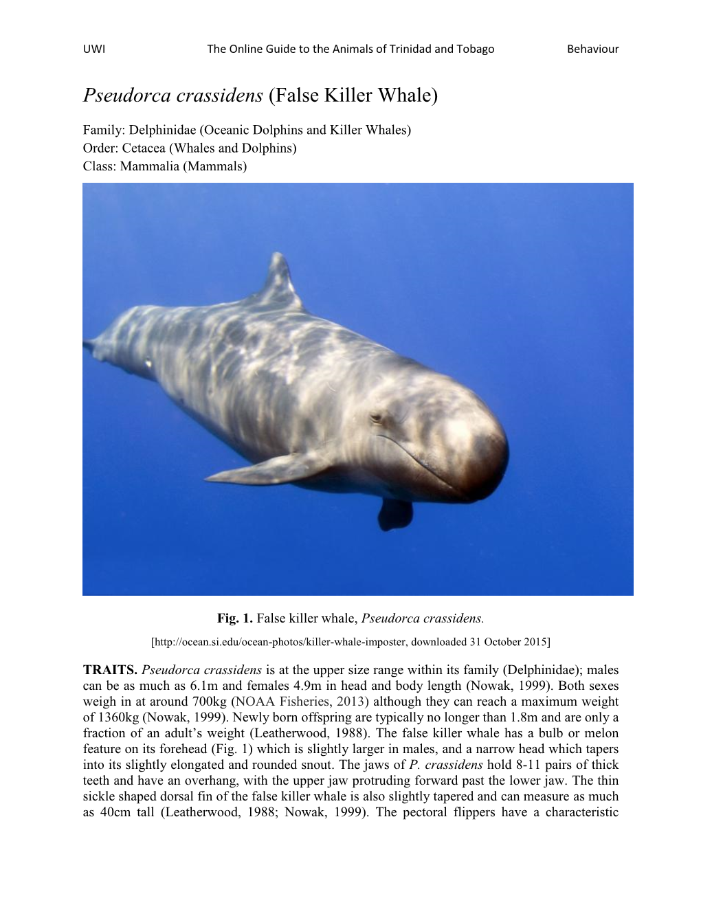 Pseudorca Crassidens (False Killer Whale)