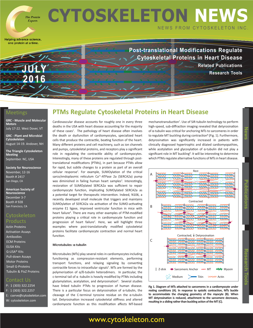 Post-Translational Modifications Regulate Cytoskeletal Proteins in Heart Disease Related Publications JULY Research Tools 2016