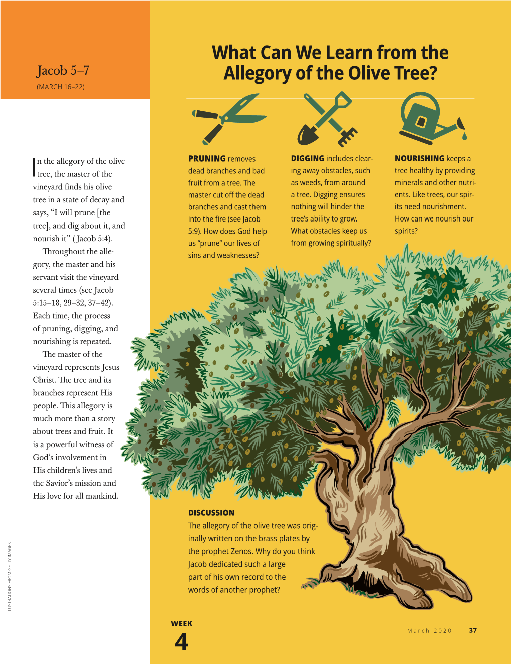 What Can We Learn from the Allegory of the Olive Tree?
