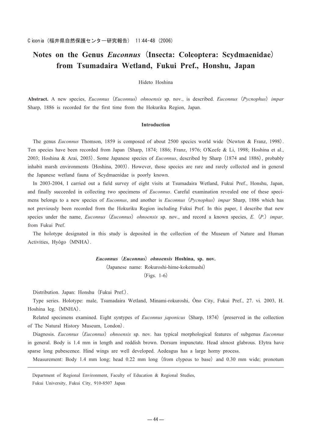 Notes on the Genus Euconnus (Insecta: Coleoptera: Scydmaenidae) from Tsumadaira Wetland, Fukui Pref., Honshu, Japan