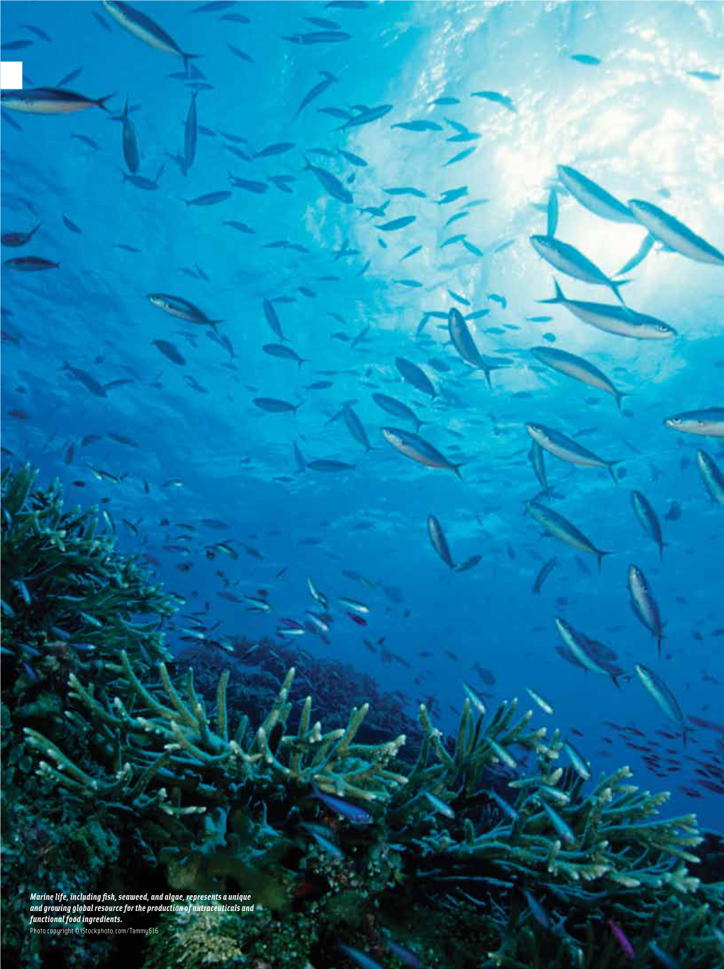 Marine Life, Including Fish, Seaweed, and Algae, Represents a Unique and Growing Global Resource for the Production of Nutraceuticals and Functional Food Ingredients