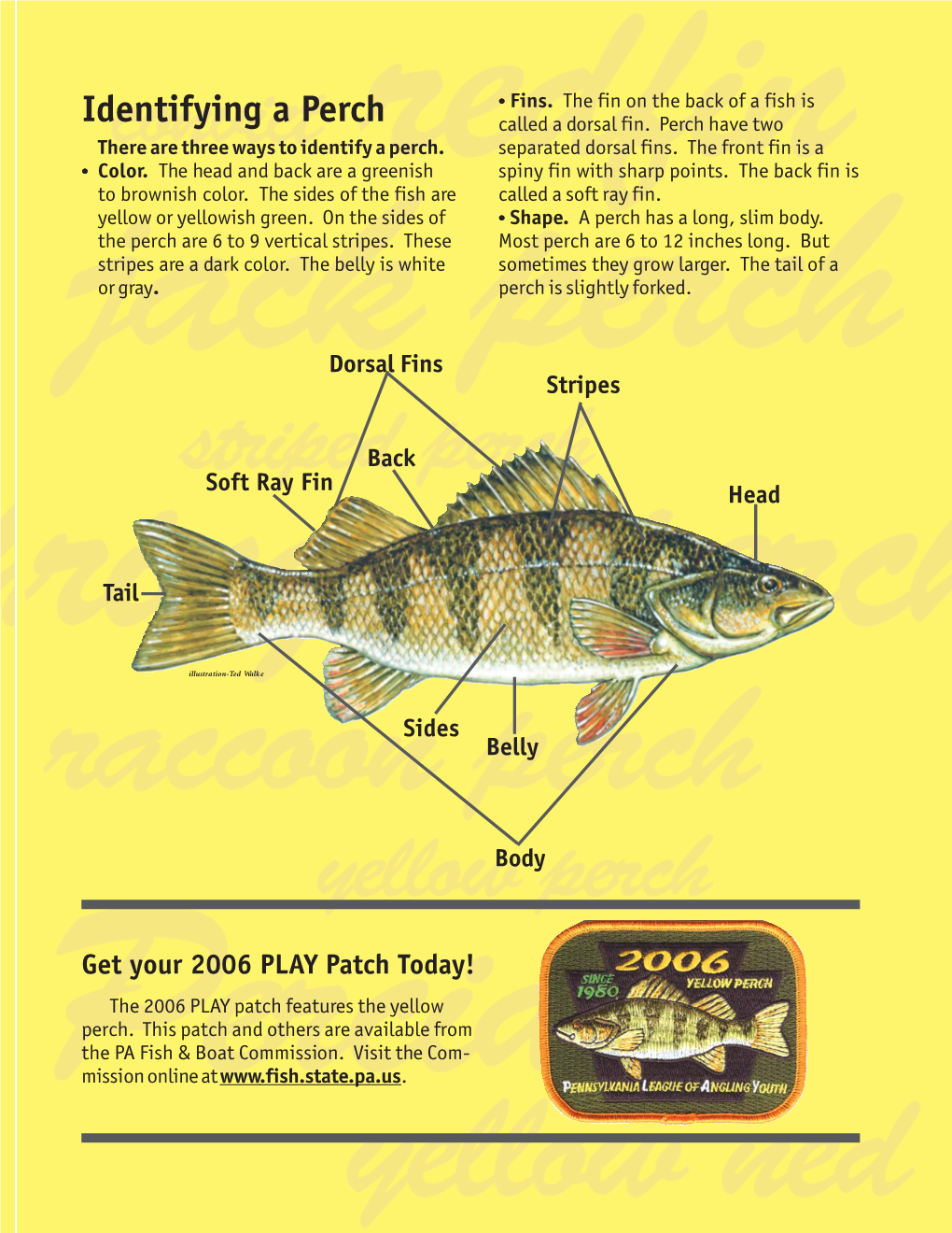 Identifying a Perch Called a Dorsal Fin