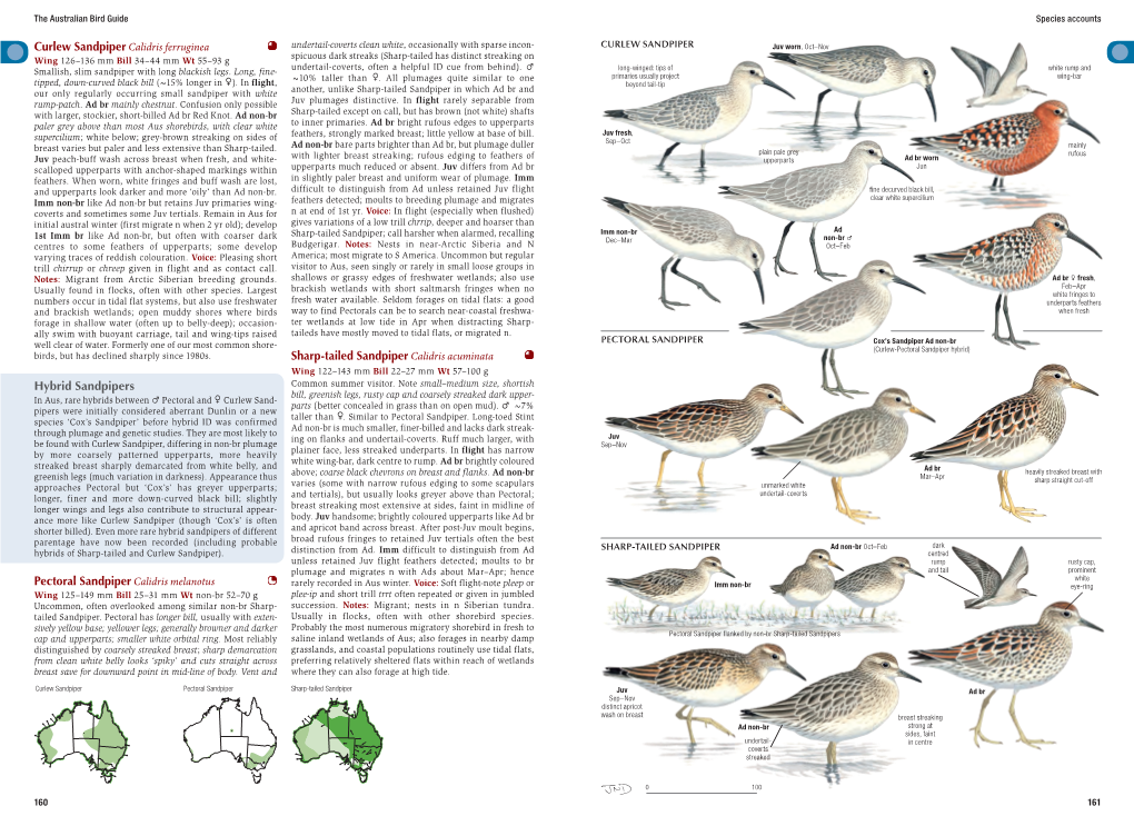 Hybrid Sandpipers Pectoral Sandpiper Calidris Melanotus