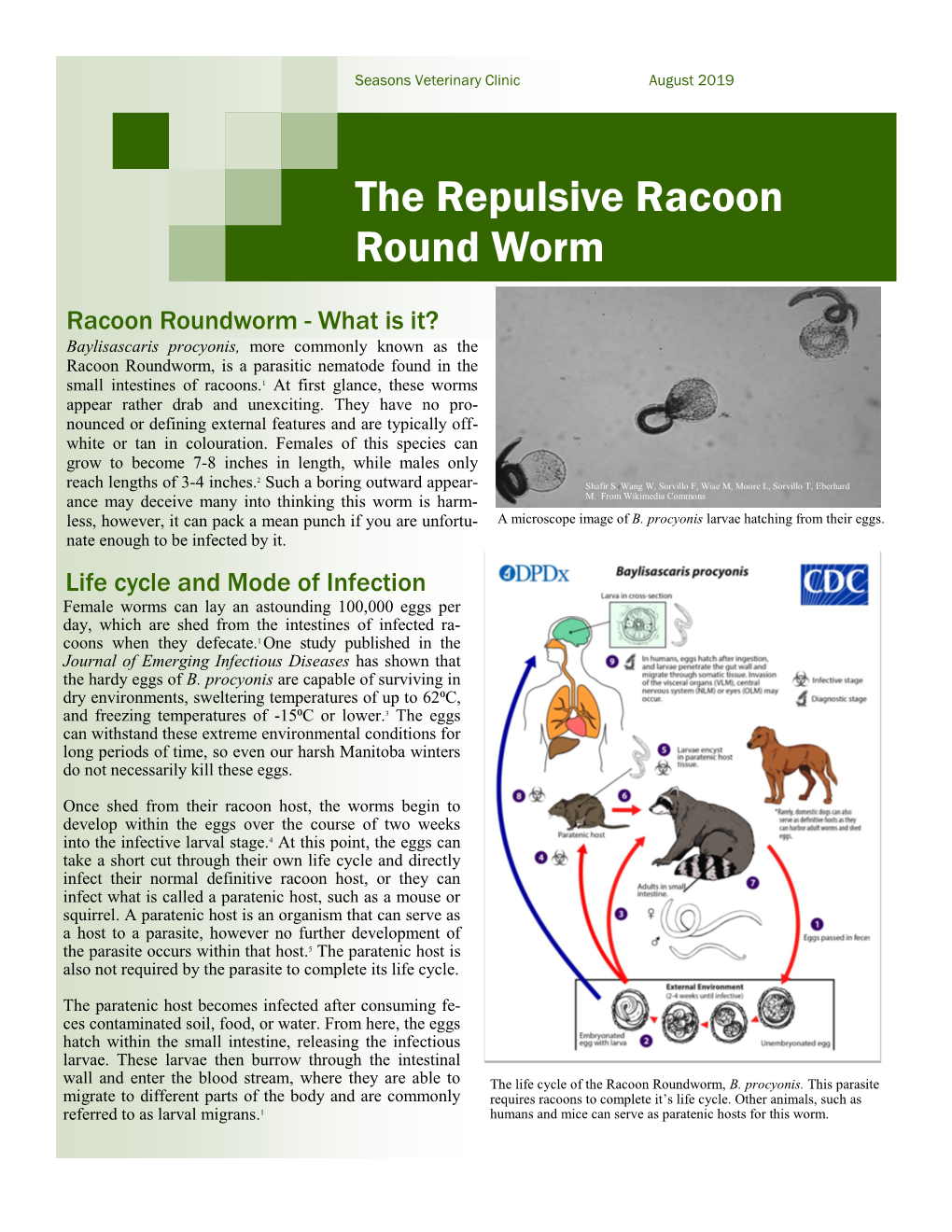 The Repulsive Racoon Round Worm