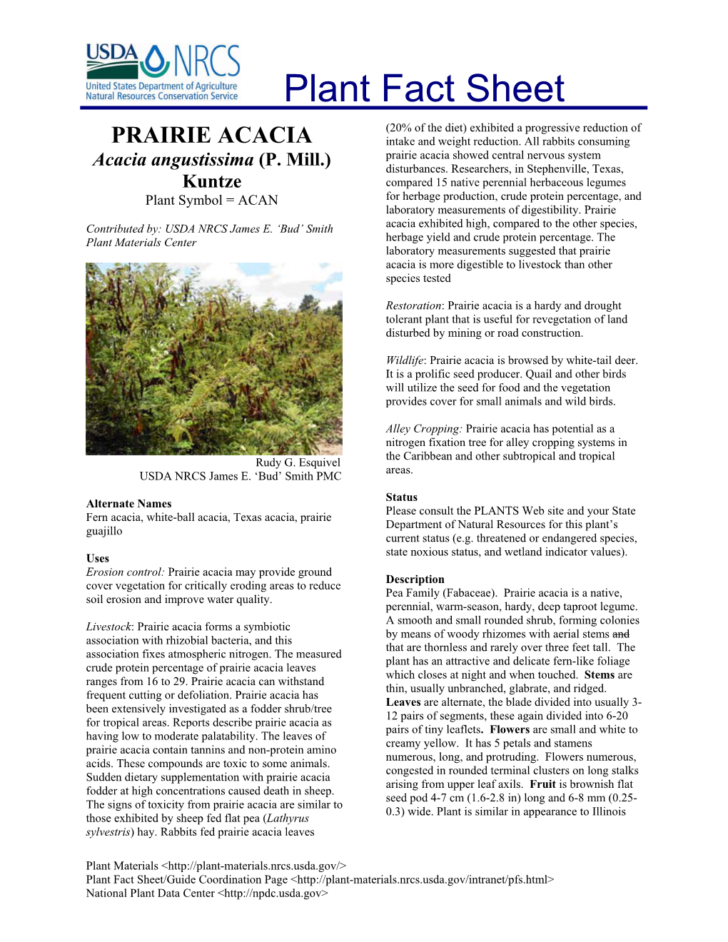 Prairie Acacia Plant Fact Sheet