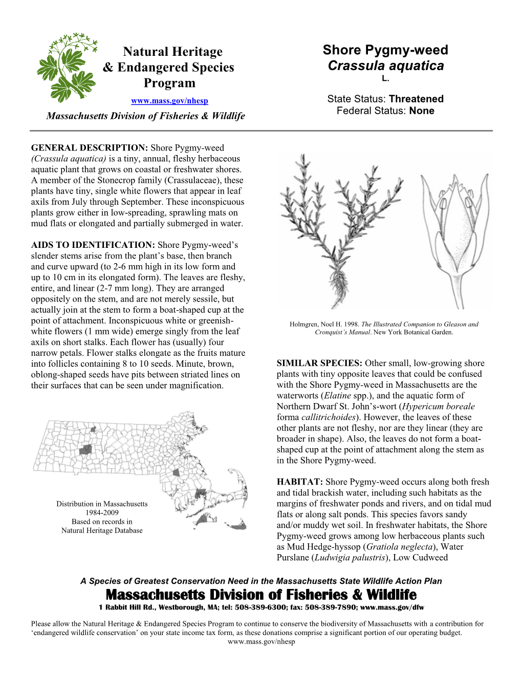 Shore Pygmy-Weed, Crassula Aquatica