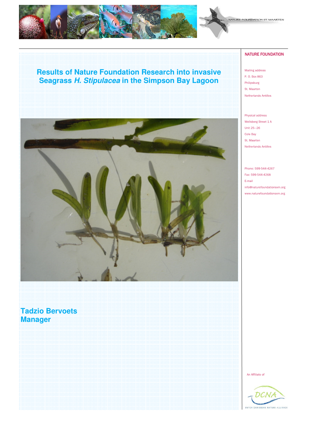 Invasive Seagrass H. Stipulacea