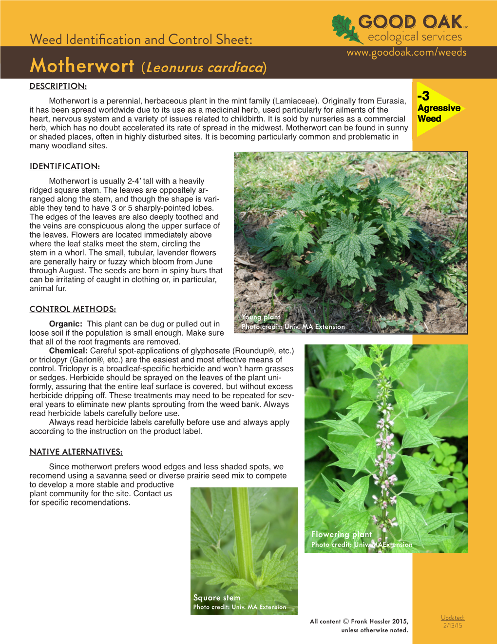 Motherwort (Leonurus Cardiaca) DESCRIPTION