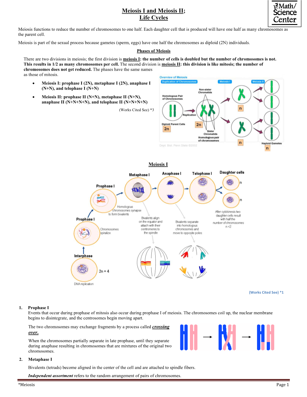 Meiosis I and Meiosis II; Life Cycles