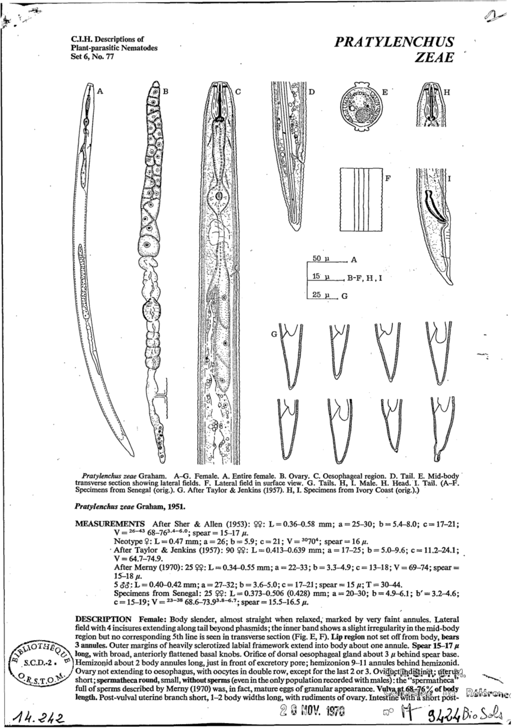 Pratylenchus Zeae