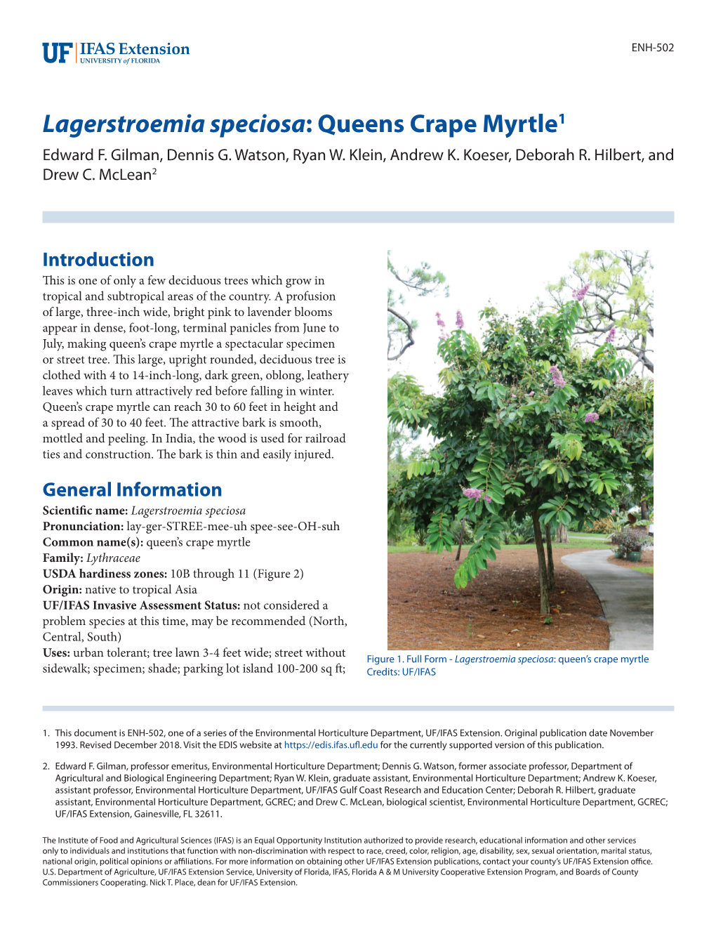 Lagerstroemia Speciosa: Queens Crape Myrtle1 Edward F