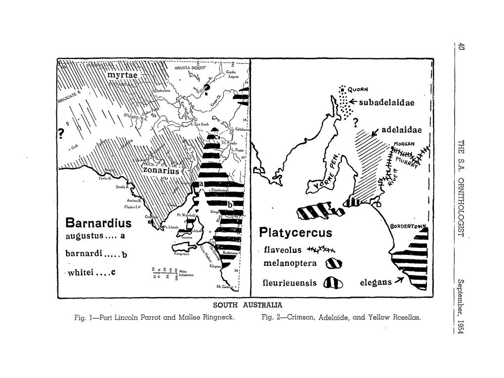 Platycercus I~ ~ .- Barnard!