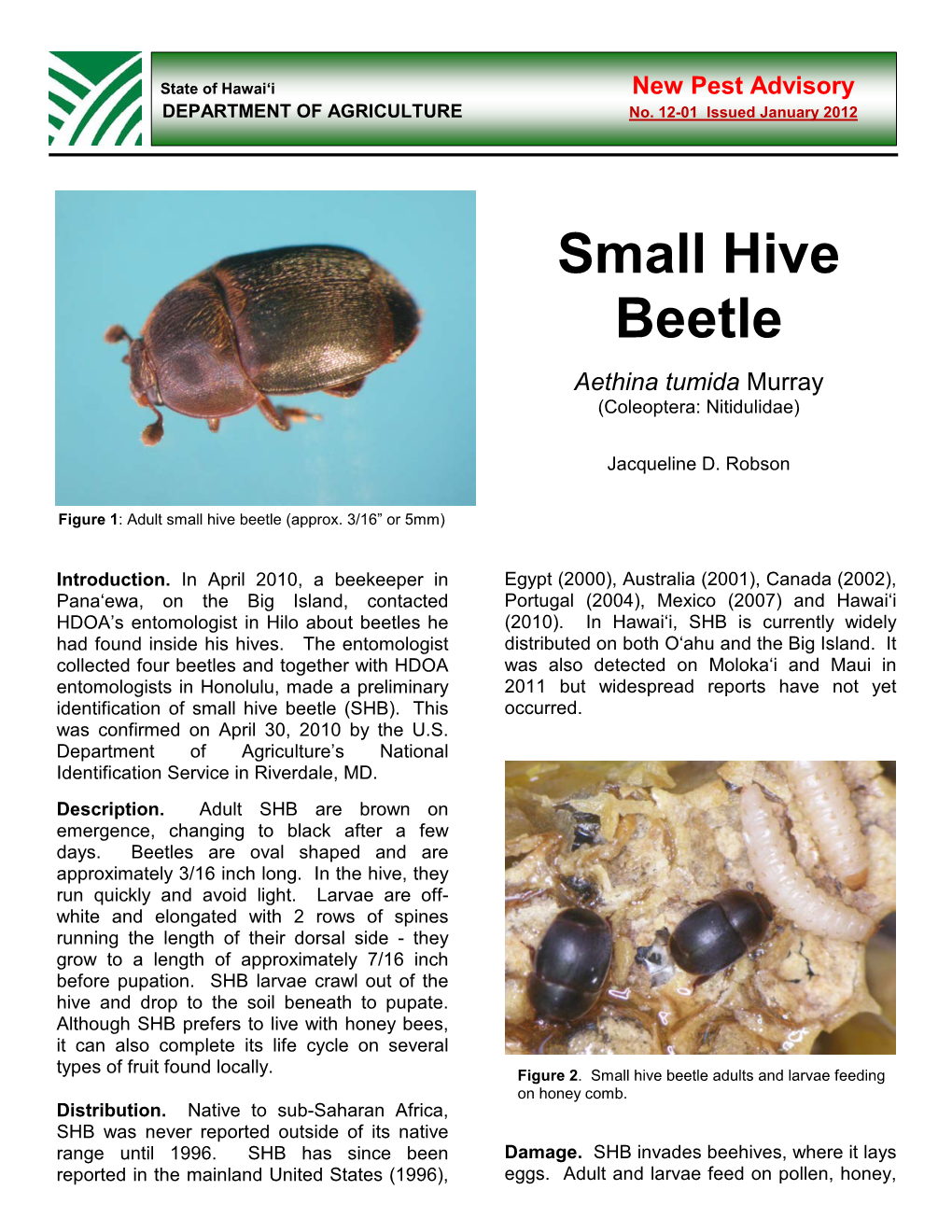 Small Hive Beetle