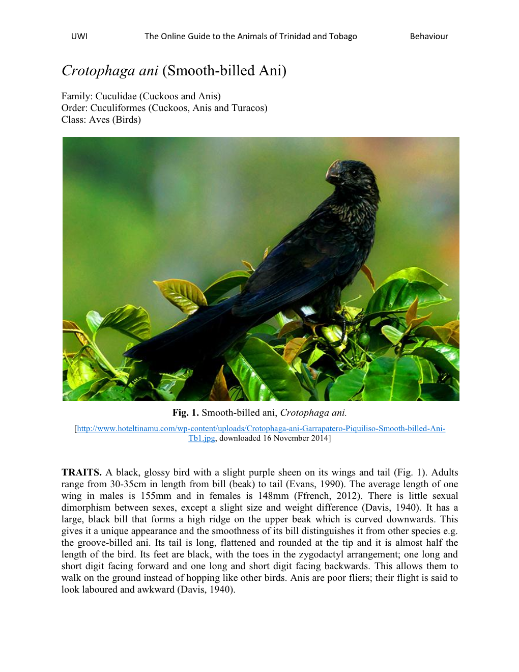 Crotophaga Ani (Smooth-Billed Ani)