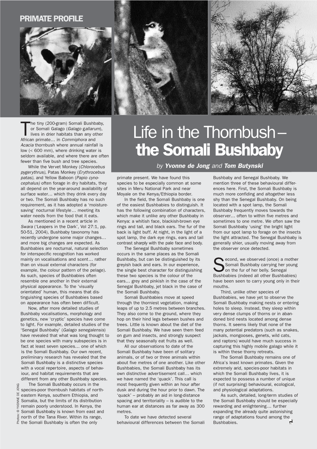 Life in the Thornbush– the Somali Bushbaby