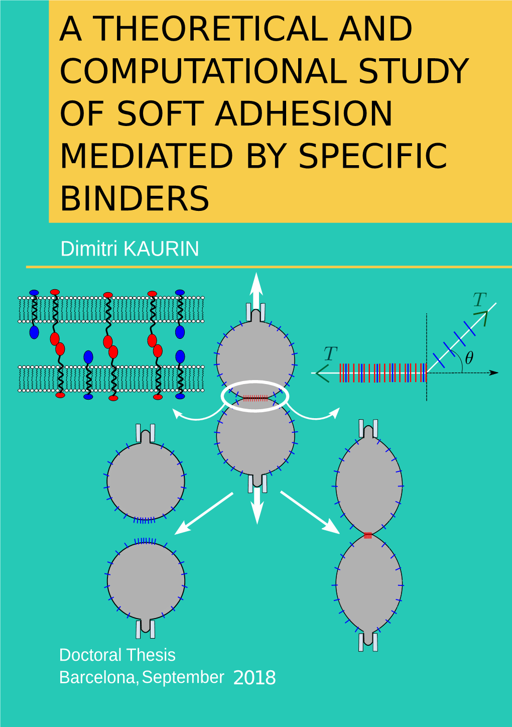 A THEORETICAL and COMPUTATIONAL STUDY of SOFT ADHESION MEDIATED by SPECIFIC BINDERS Dimitri KAURIN