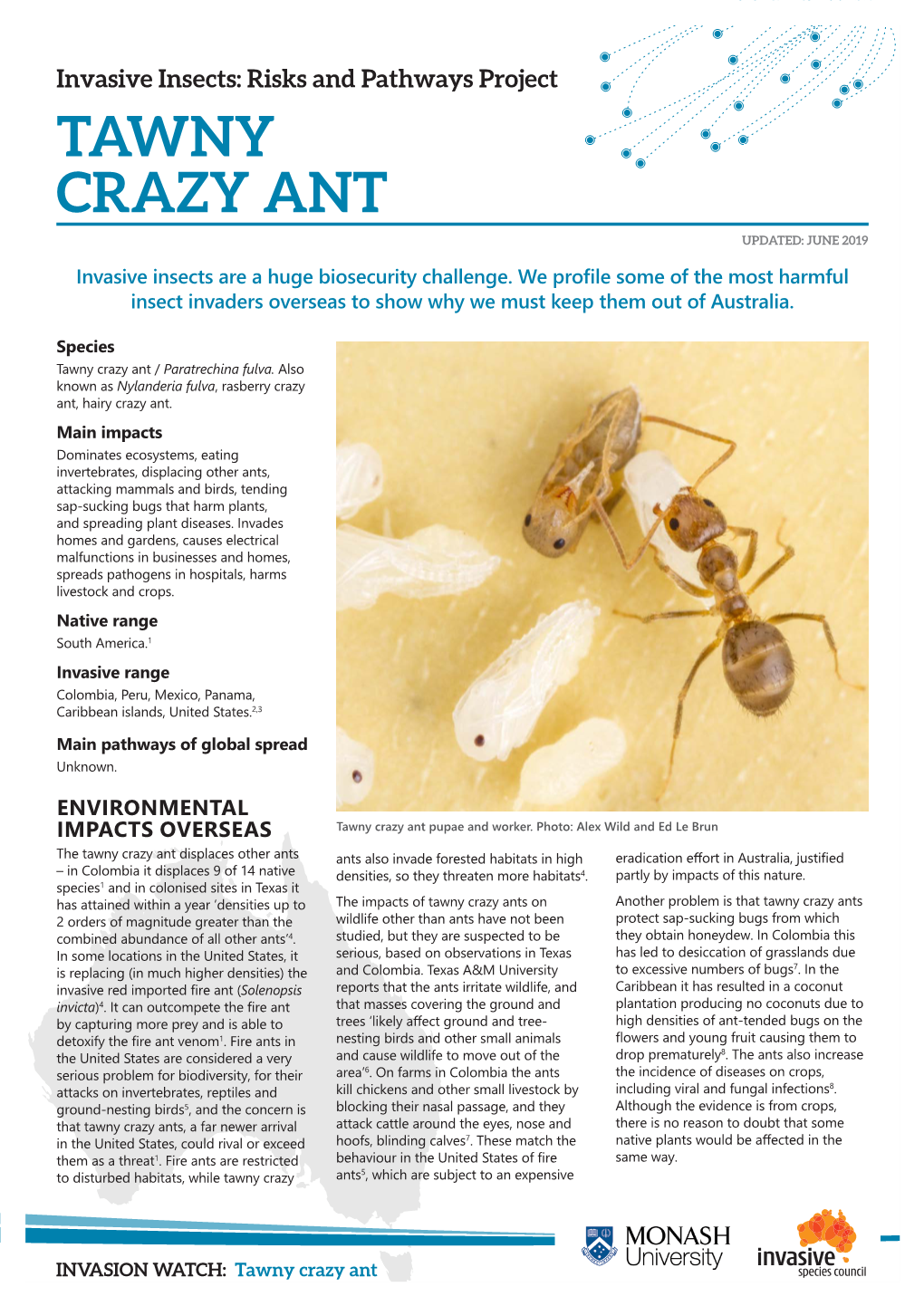 Tawny Crazy Ant Updated: June 2019