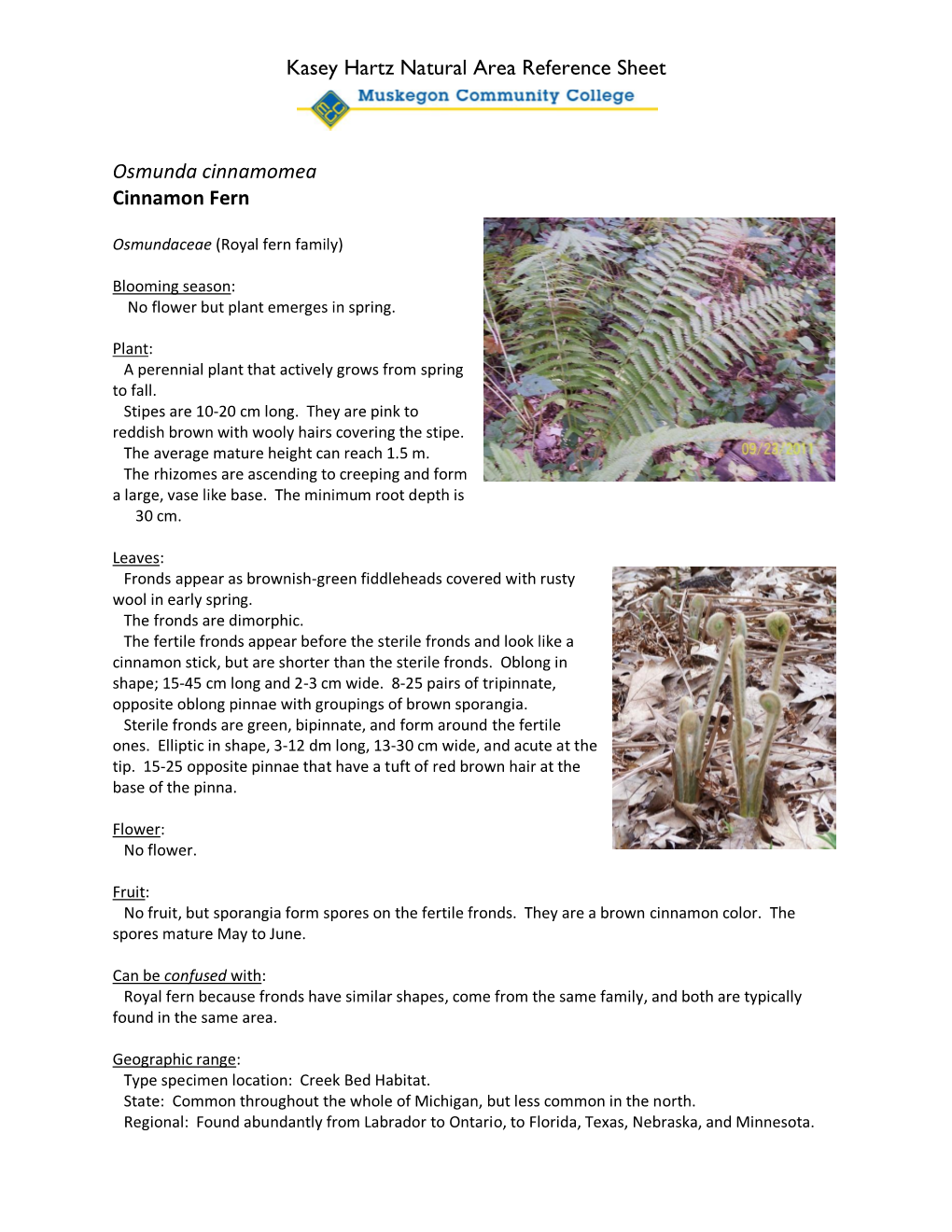 Kasey Hartz Natural Area Reference Sheet Osmunda Cinnamomea Cinnamon Fern