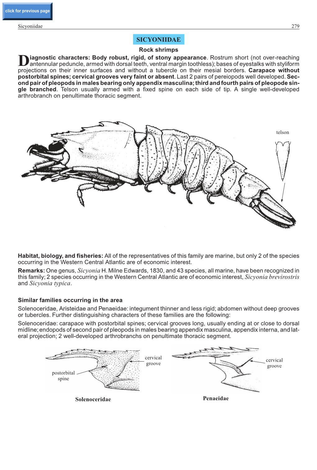 SICYONIIDAE and Sicyonia Typica