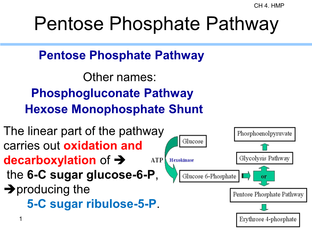 Pentose Phosphate Pathway