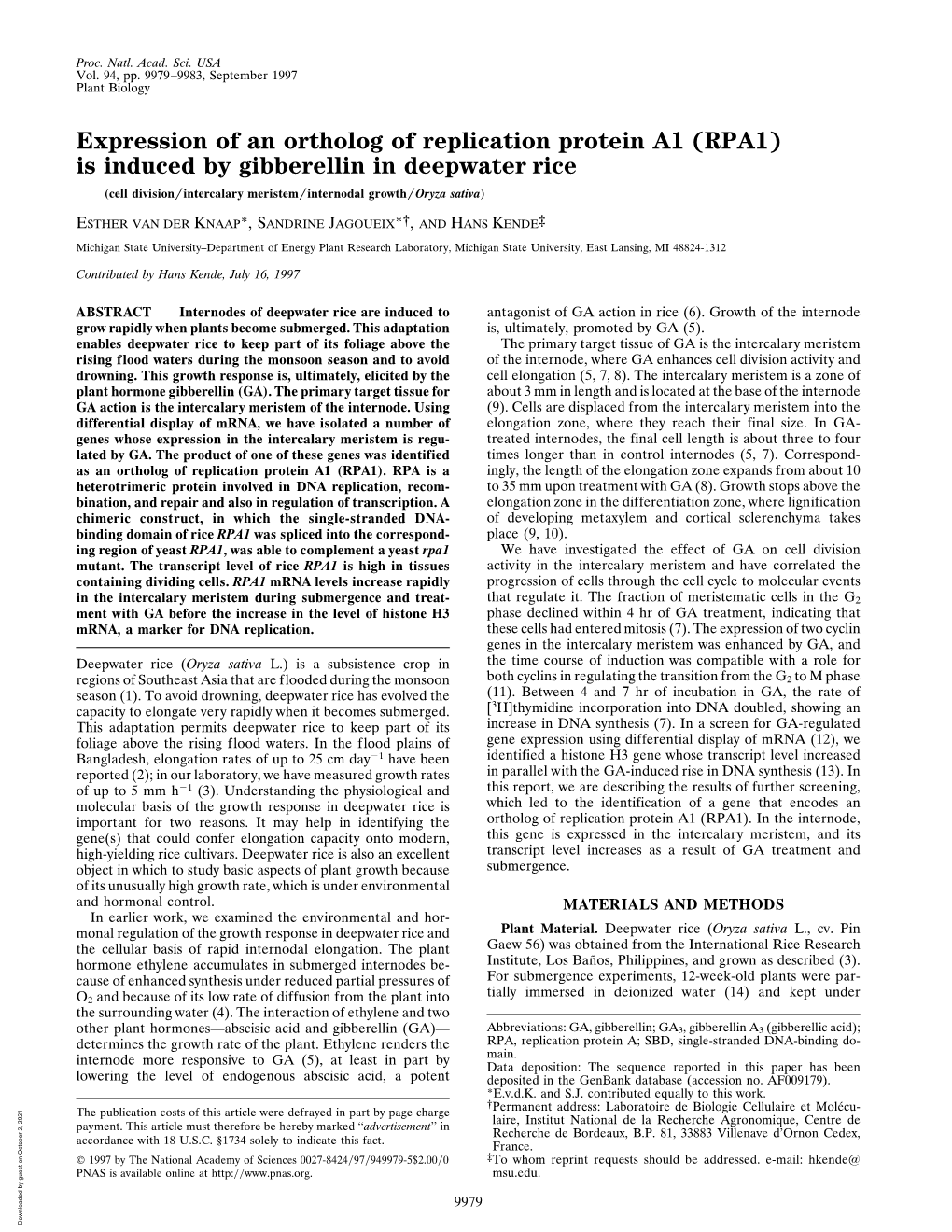 Expression of an Ortholog of Replication Protein A1 (RPA1)