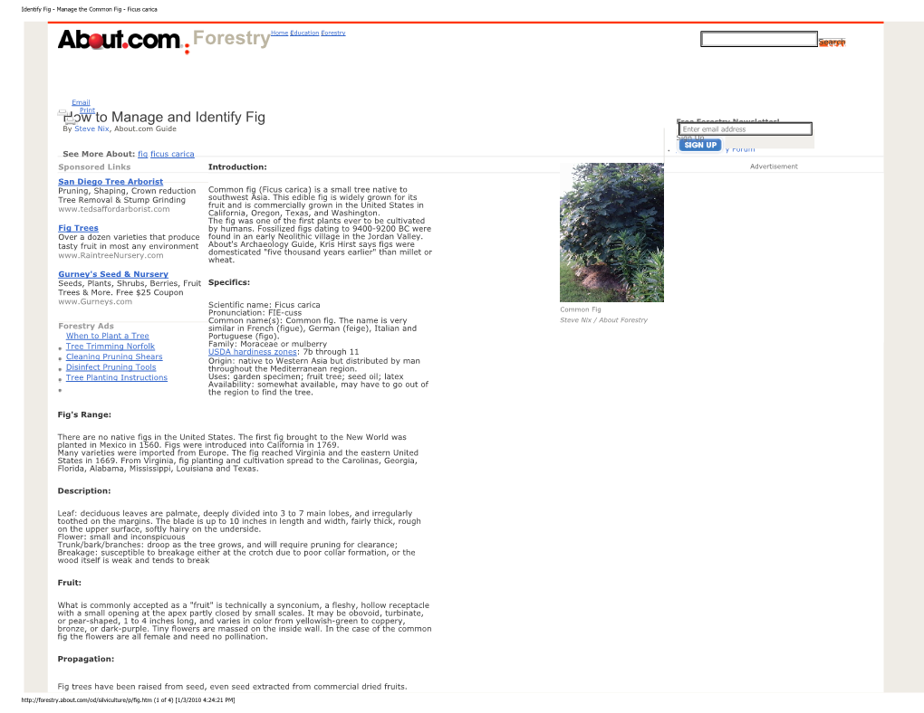 Identify Fig - Manage the Common Fig - Ficus Carica