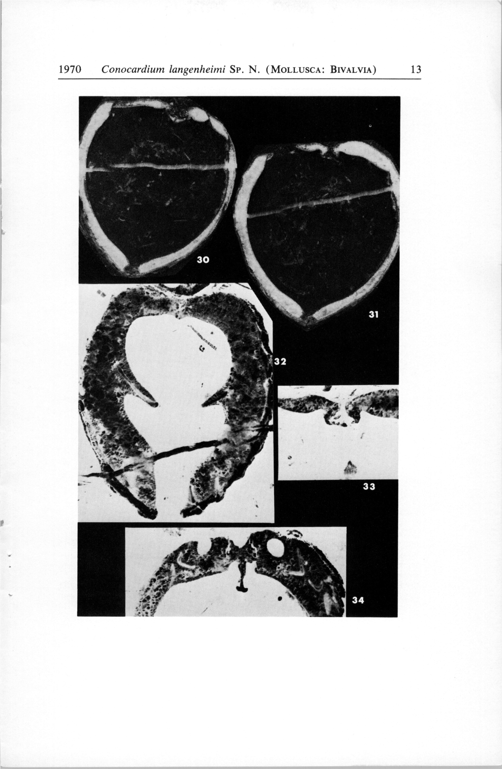 1970 Conocardium Langenheimi SP. N. (MOLLUSCA: BIVALVIA) 13 14 CONTRIBUTIONS in SCIENCE No