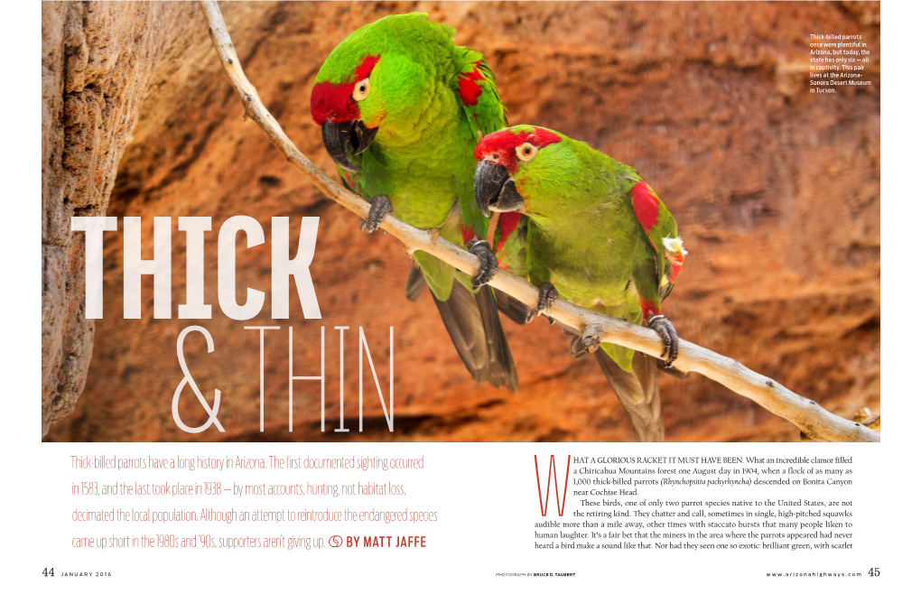 Thick-Billed Parrots Have a Long History in Arizona. the First Documented Sighting Occurred HAT a GLORIOUS RACKET IT MUST HAVE BEEN