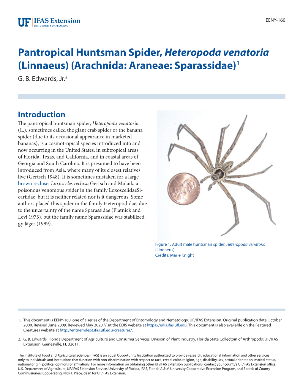 Pantropical Huntsman Spider, Heteropoda Venatoria (Linnaeus) (Arachnida: Araneae: Sparassidae)1 G