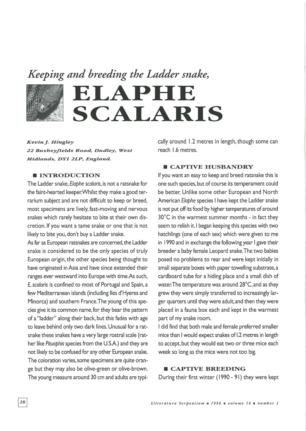 Elaphe Scalaris