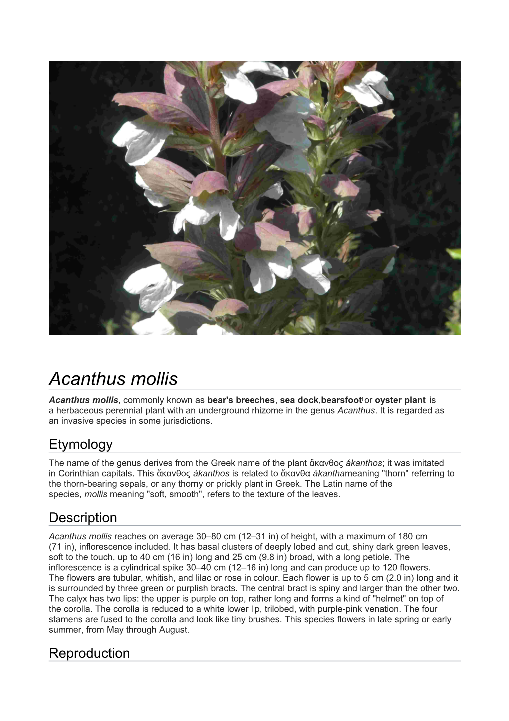 Acanthus Mollis