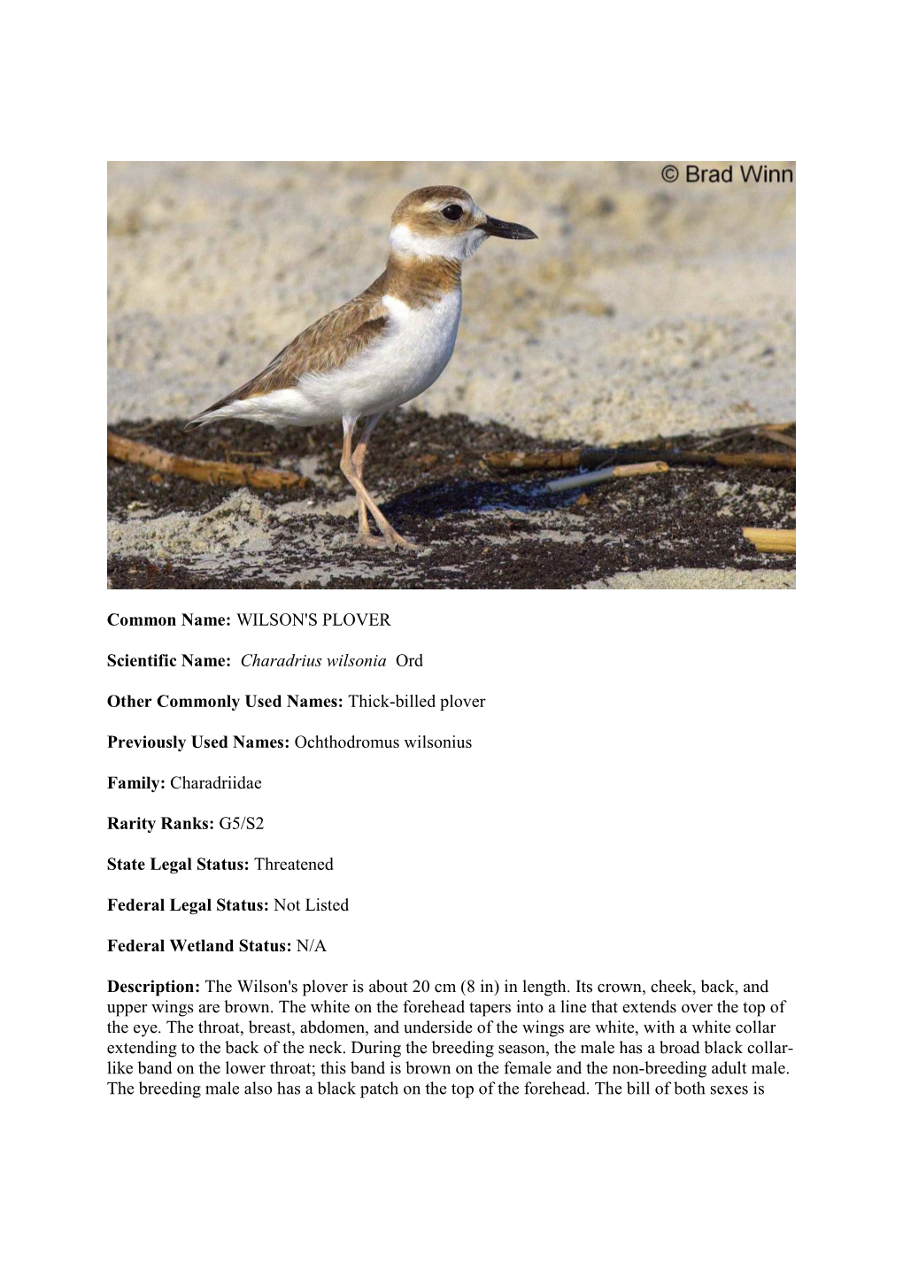 WILSON's PLOVER Scientific Name: Charadrius Wilsonia Ord Other