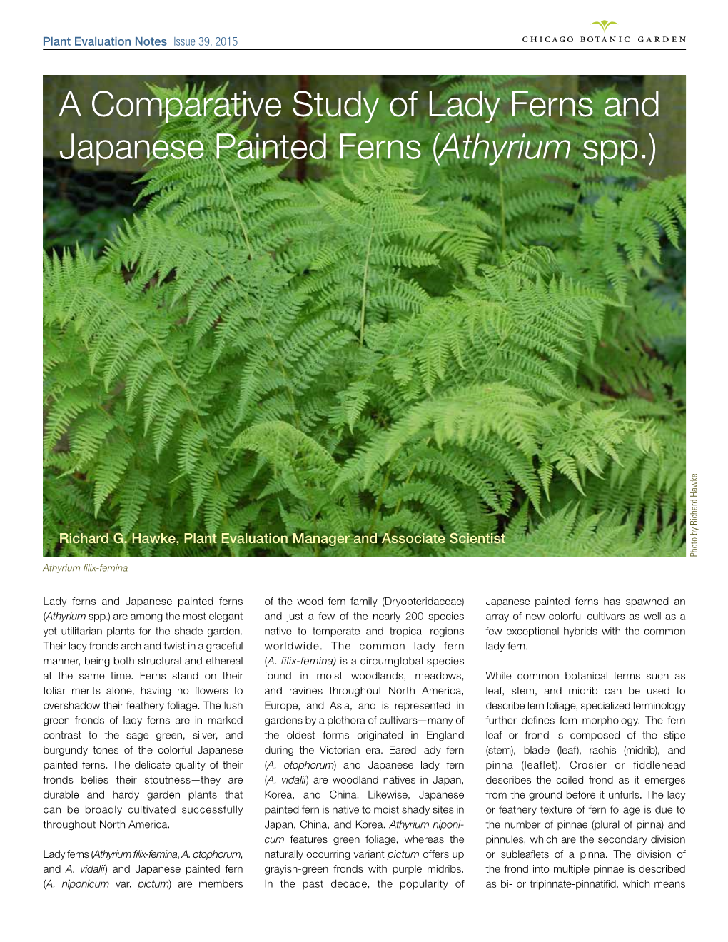 A Comparative Study of Lady Ferns and Japanese Painted Ferns (Athyrium Spp.)