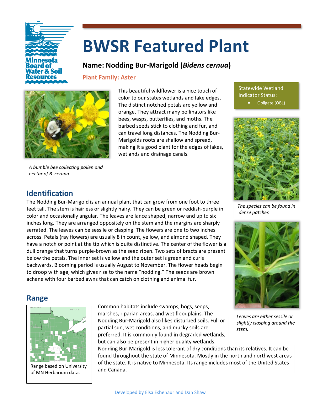 Nodding Bur-Marigold (Bidens Cernua) Plant Family: Aster