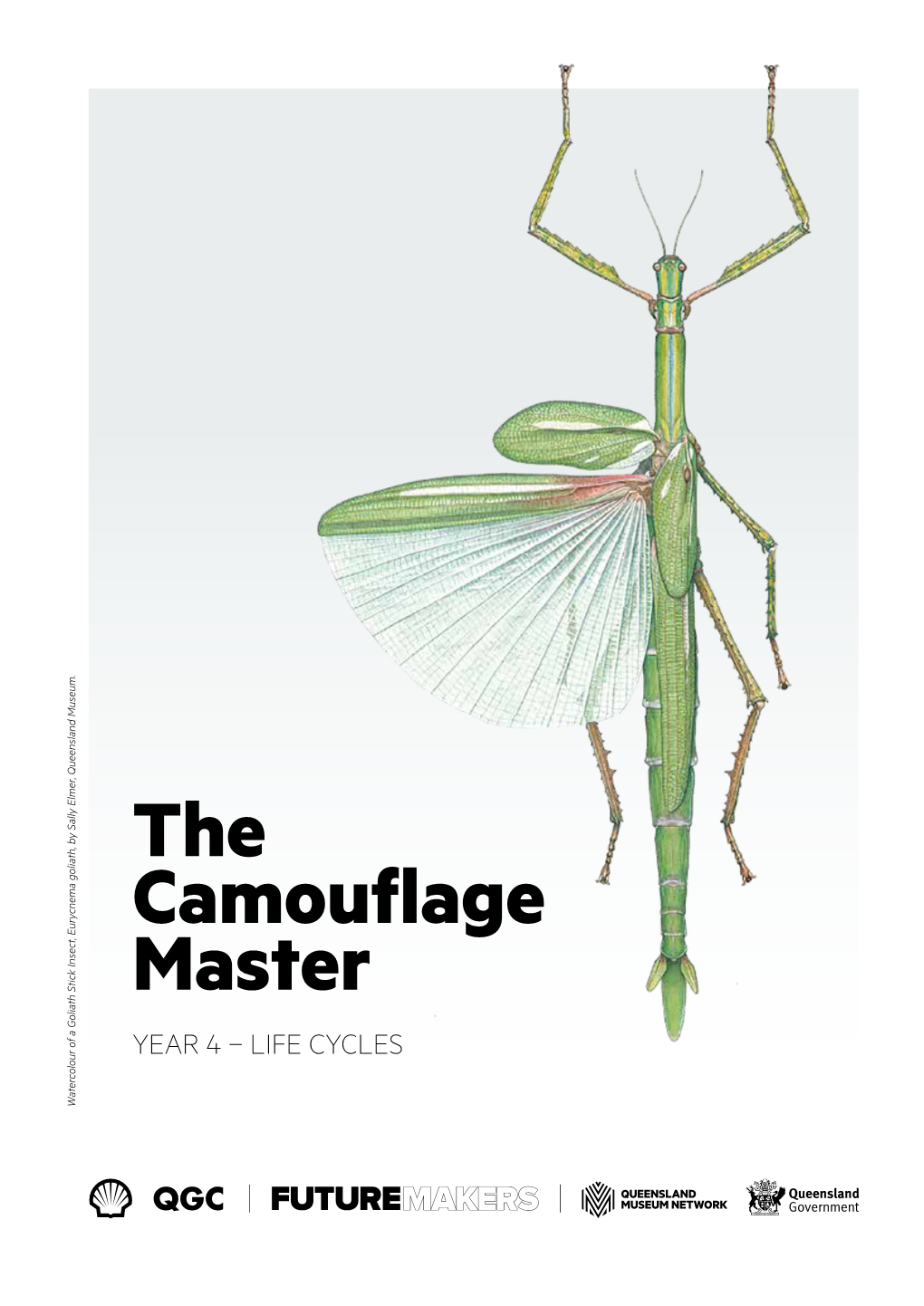 The Camouflage Master YEAR 4 – LIFE CYCLES Watercolour of a Goliath Stick Insect, Eurycnema Goliath, by Sally Elmer, Queensland Museum