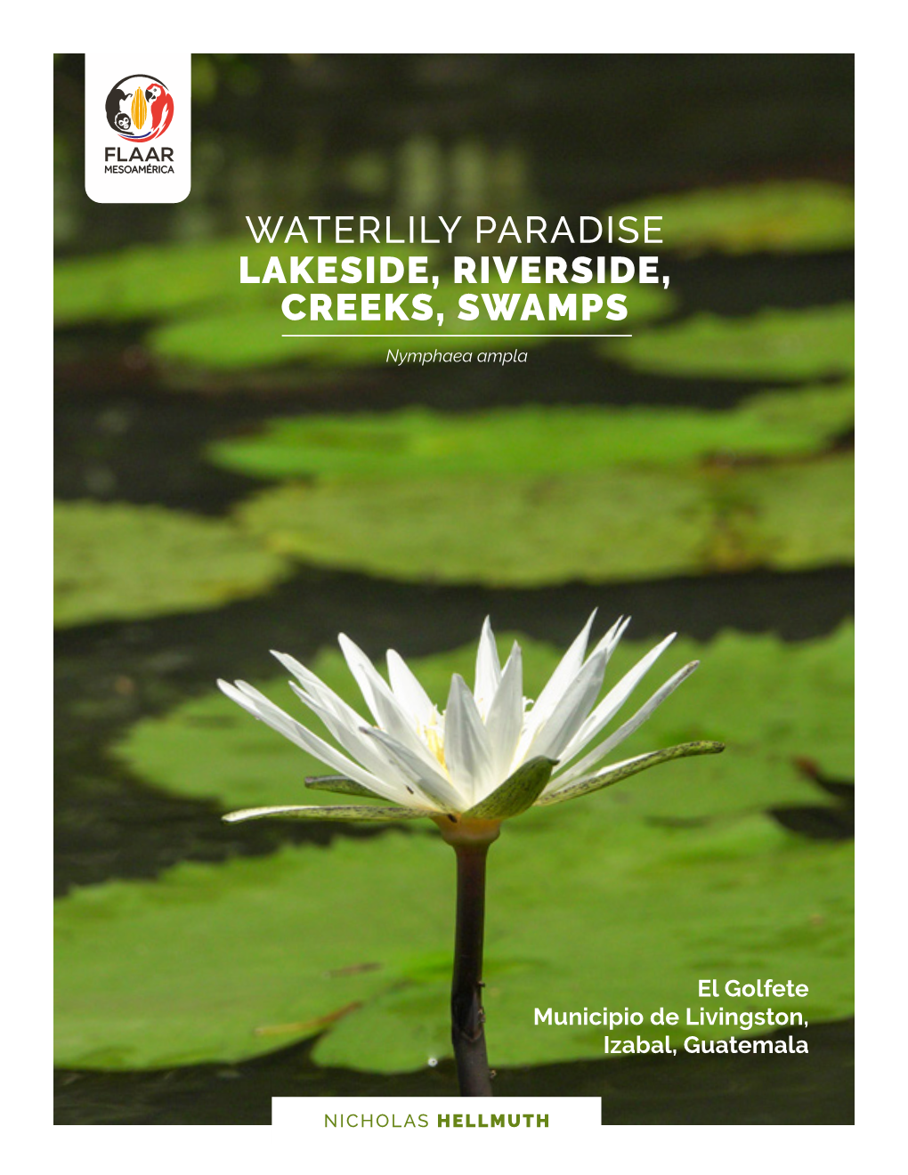 Waterlily Paradise Lakeside, Riverside, Creeks, Swamps