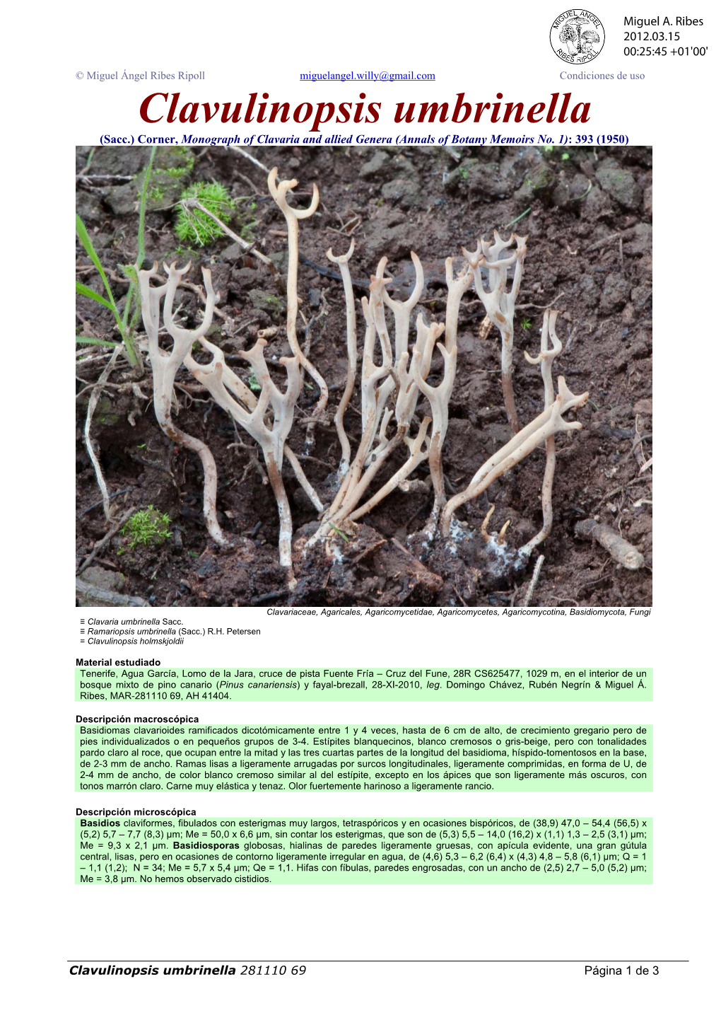 Clavulinopsis Umbrinella (Sacc.) Corner, Monograph of Clavaria and Allied Genera (Annals of Botany Memoirs No