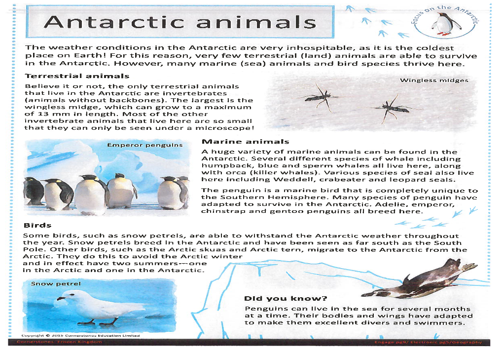 Antarctic Animals '