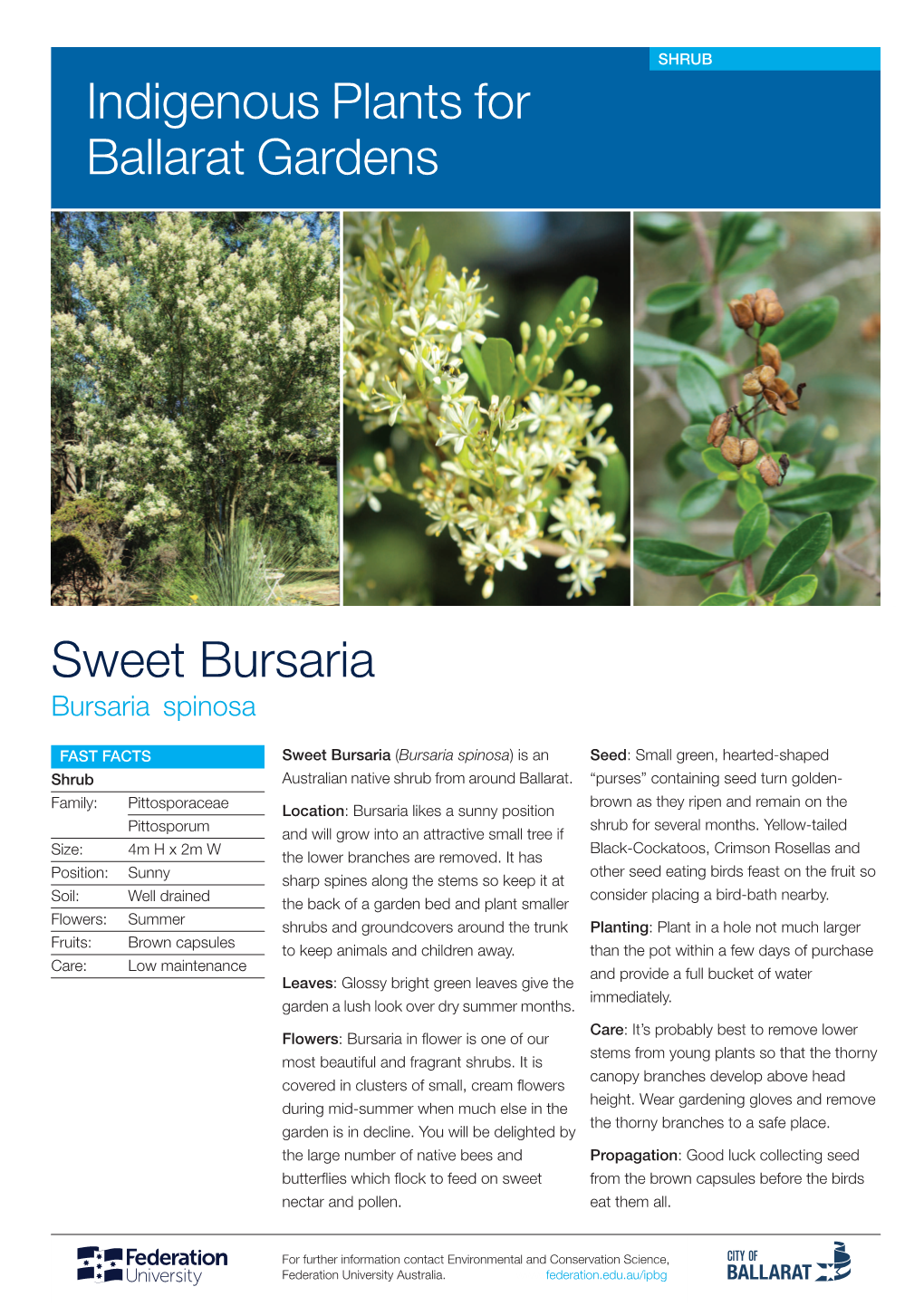 Sweet Bursaria Indigenous Plants for Ballarat Gardens