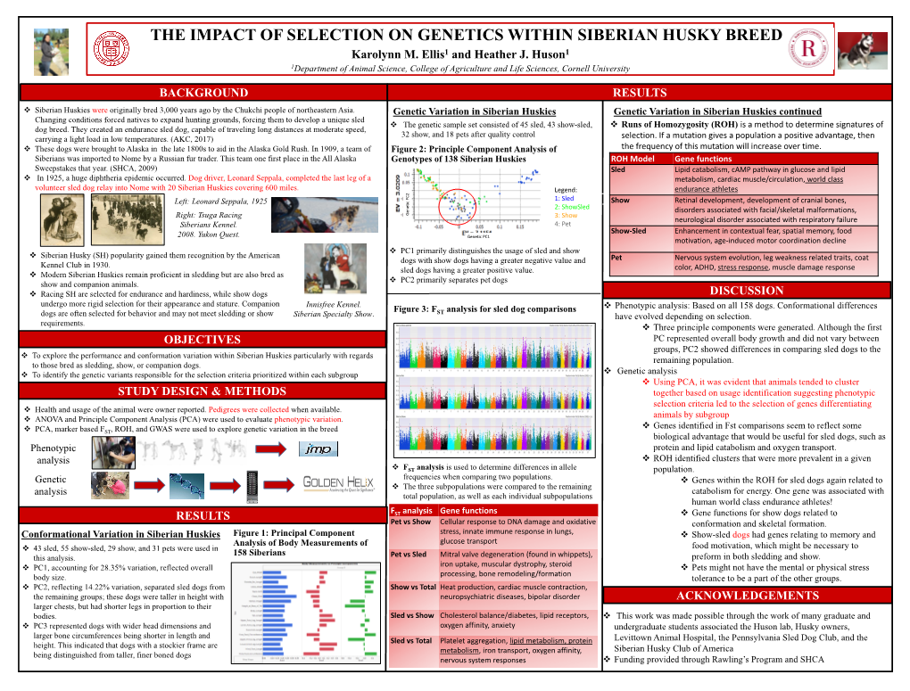 Genetic Selection of the Siberian Husky Breed