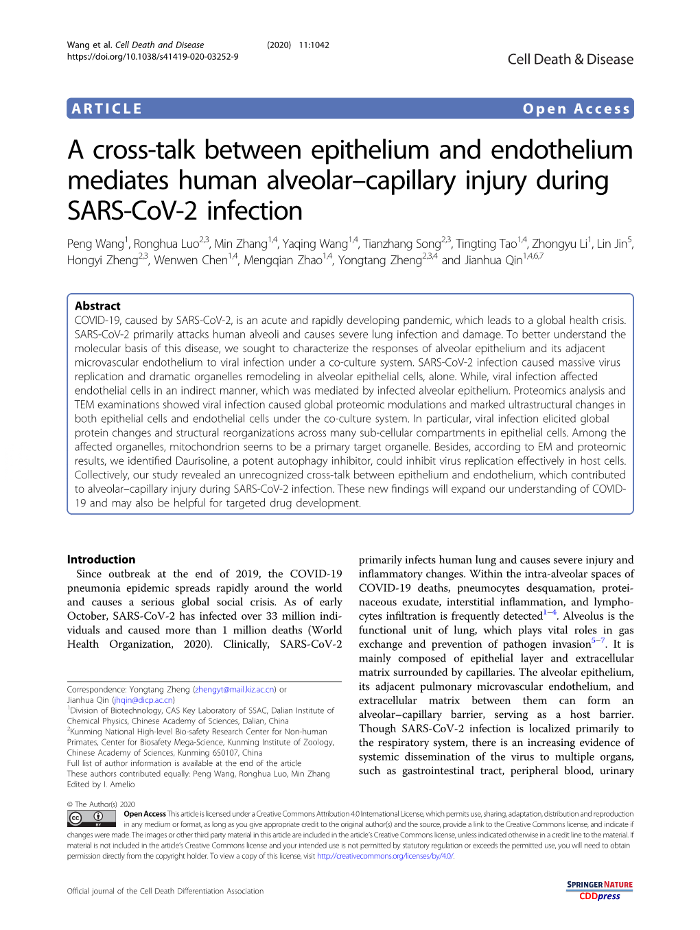 A Cross-Talk Between Epithelium and Endothelium Mediates Human